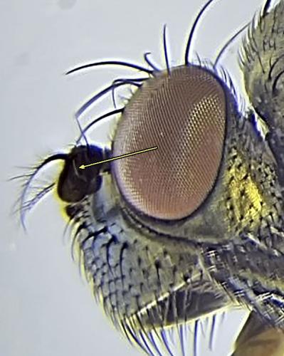 Réf. 330 211 : Setacera micans